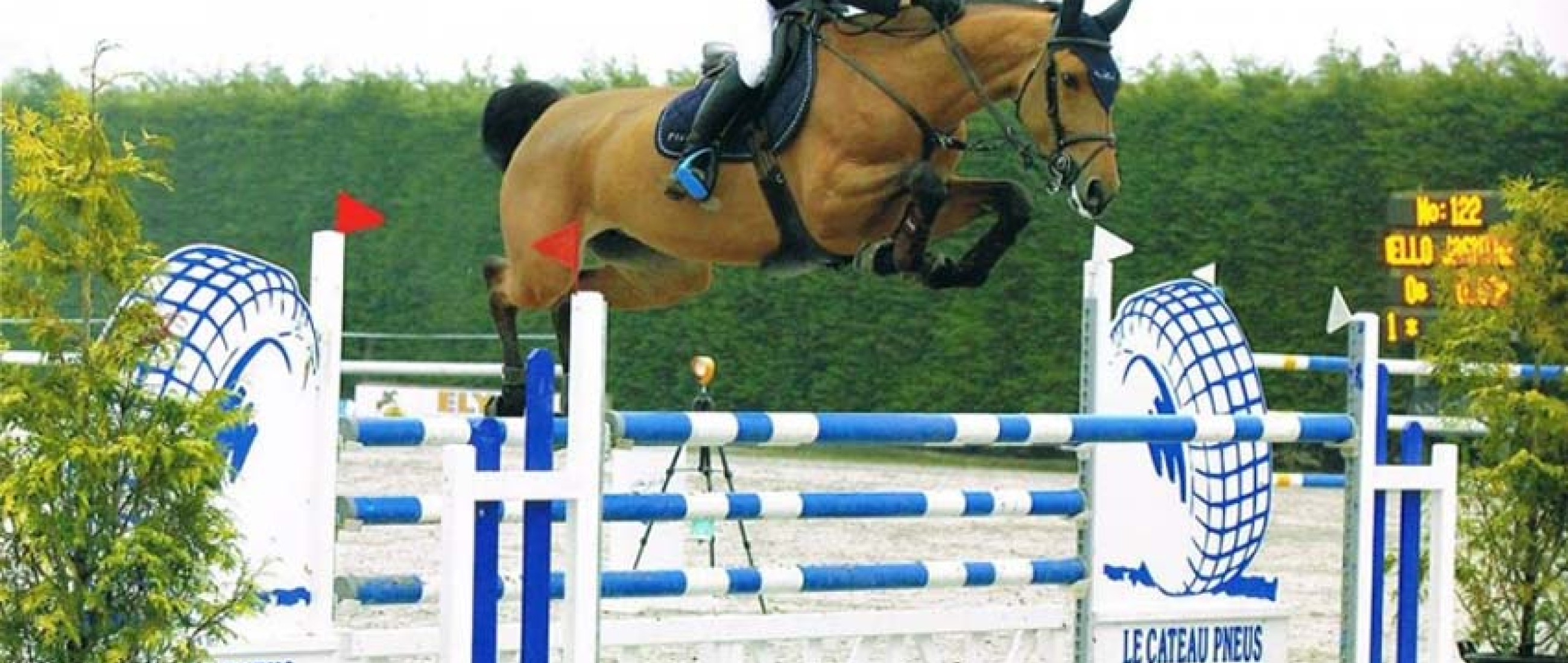 Young  Picobello horses left their mark in the jumping competitions