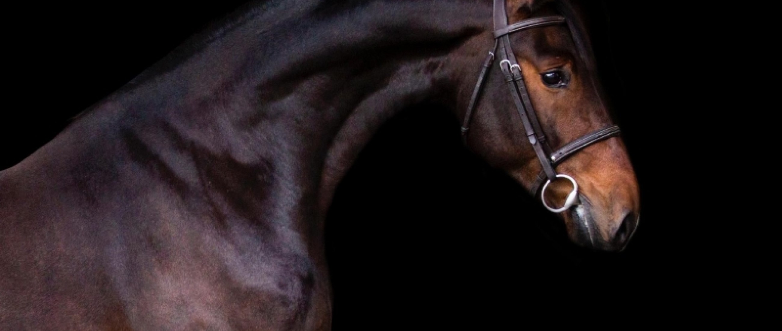 Quality Time of Picobello Z and full brother Izzy by Picobello Z have been sold