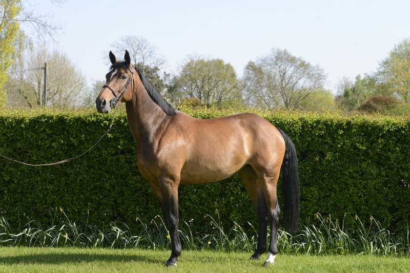 Picobello Furie knap 4de en 5de op CSI2* te Zandhoven