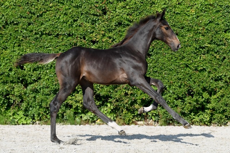 Olympian La Rocca buys at Picobellohorses